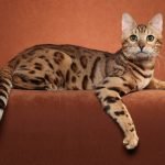 Ocicat Kedisi