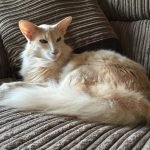 Oriental Longhair