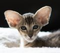 Oriental Shorthair