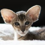 Oriental Shorthair