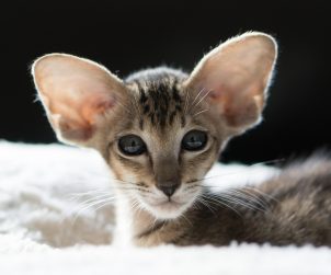 Oriental Shorthair