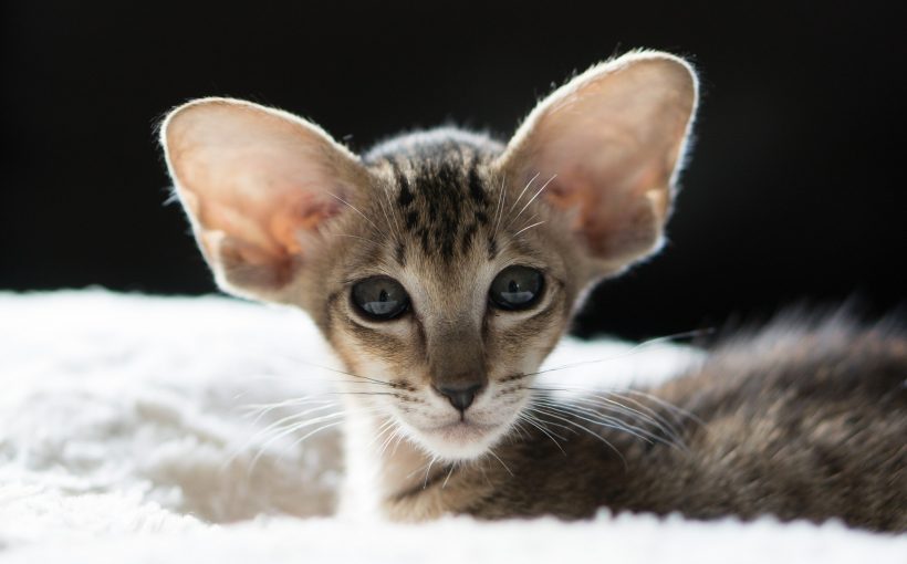 Oriental Shorthair