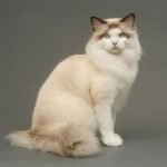 Ragdoll Kedisi