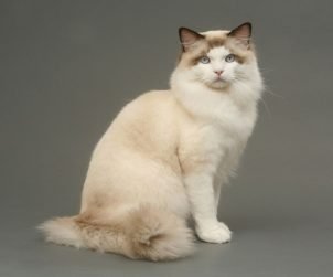 Ragdoll Kedisi