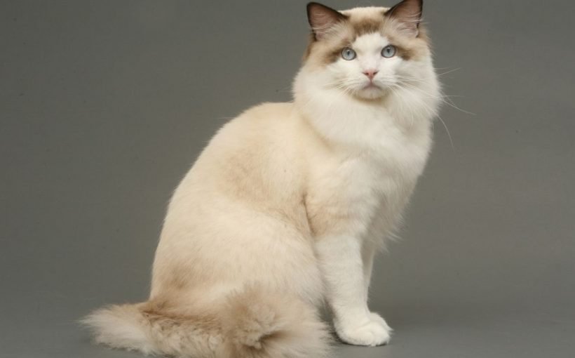 Ragdoll Kedisi