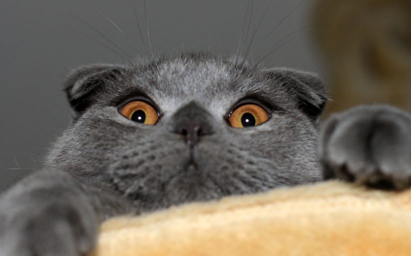 scottish-fold-820x510.jpg