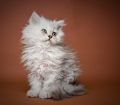 Selkirk Rex