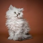 Selkirk Rex