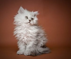 Selkirk Rex