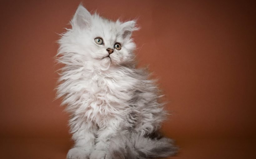 Selkirk Rex