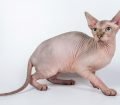 Sphynx