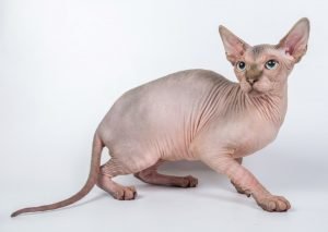 Sphynx