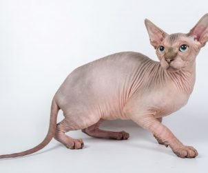 Sphynx