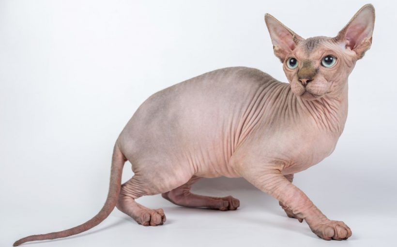 Sphynx