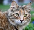 Tekir Kedi