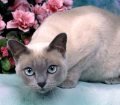 Tonkinese