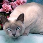 Tonkinese