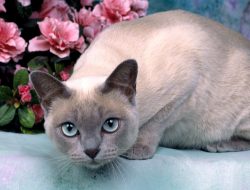 Tonkinese