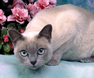 Tonkinese