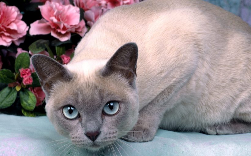 Tonkinese