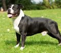 Amerikan Staffordshire Terrier