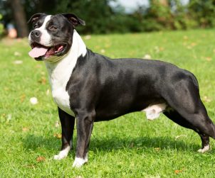 Amerikan Staffordshire Terrier