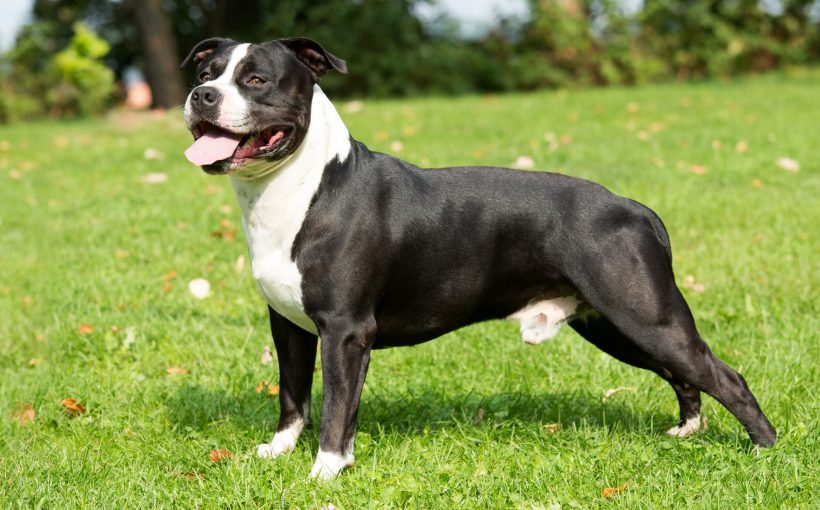 Amerikan Staffordshire Terrier