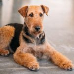 Airedale Terrier