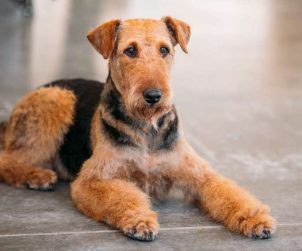 Airedale Terrier