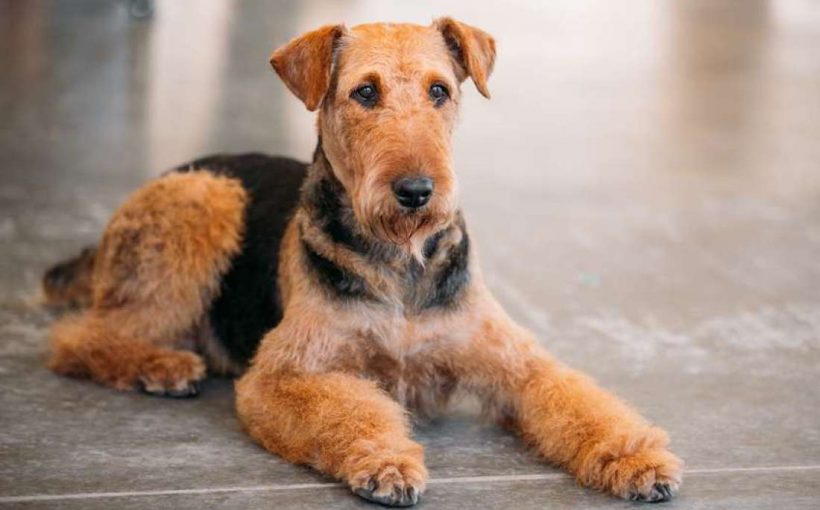 Airedale Terrier