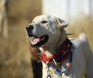 Akbaş Köpek Cinsi