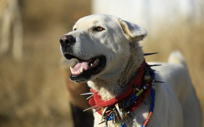 Akbaş Köpek Cinsi