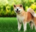 Akita Inu