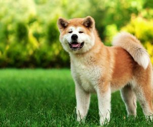 Akita Inu