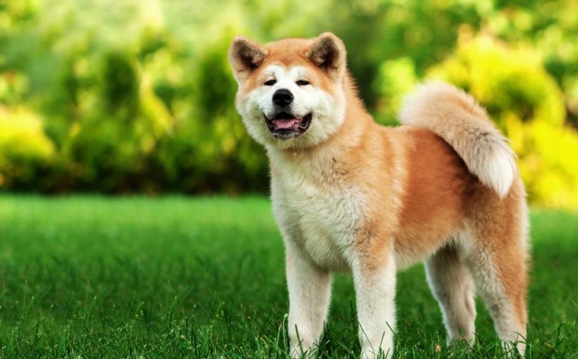 Akita Inu Cinsi Kopek Ve Ozellikleri Miyhav Com