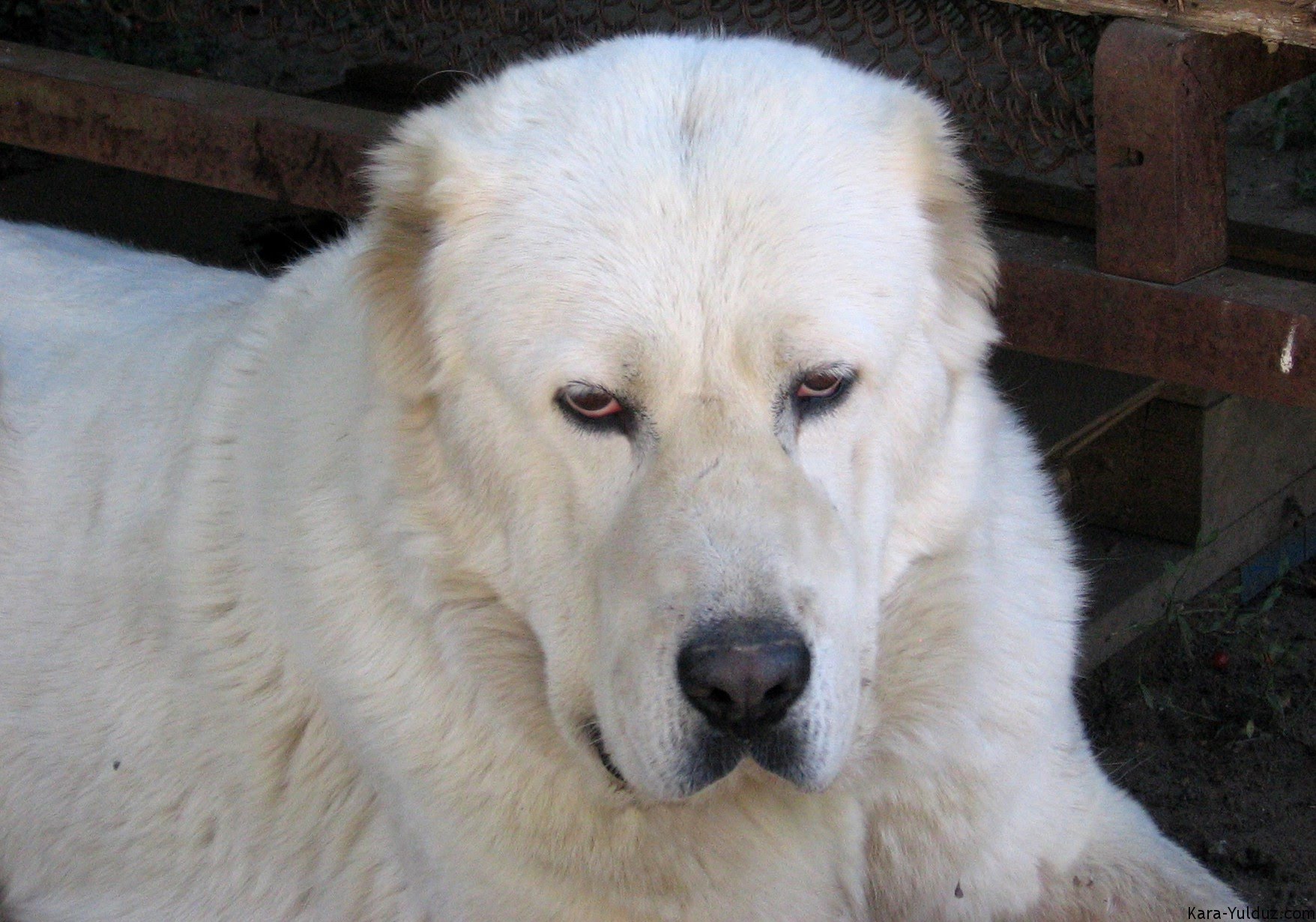 Kangal Köpeklerin Çiftleşmesi