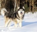 Alaskan Malamute