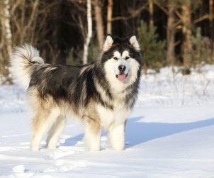 Alaskan Malamute