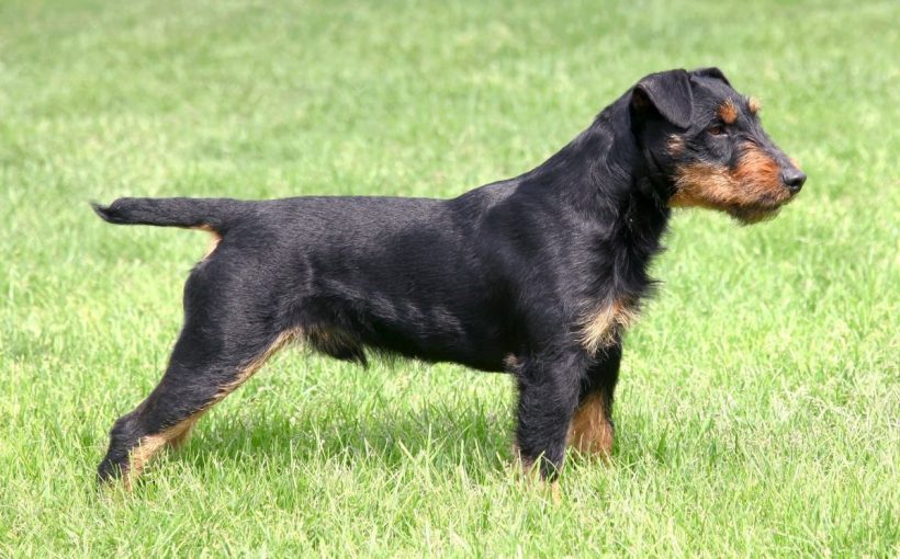 Alman Av Terrier Cinsi Kopek Ve Ozellikleri Miyhav Com