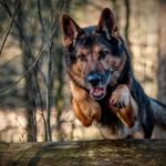 Alman Çoban Köpeği