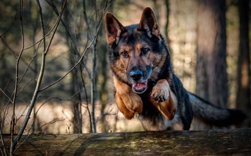 Alman Çoban Köpeği