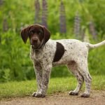 Alman Kısa Tüylü Pointer