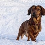 Alpine Dachsbracke