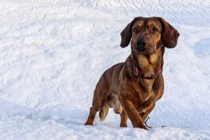 Alpine Dachsbracke