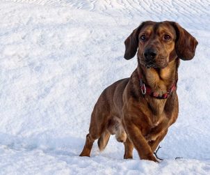 Alpine Dachsbracke