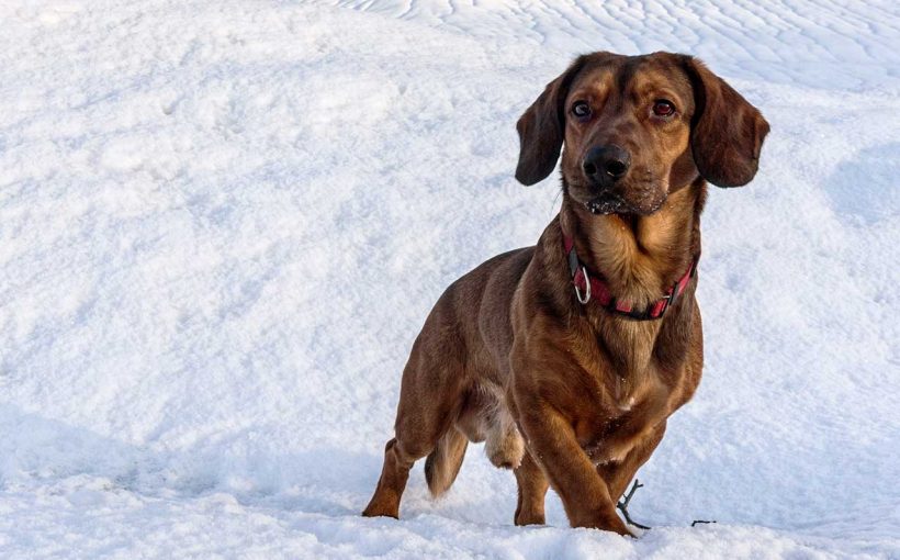 Alpine Dachsbracke