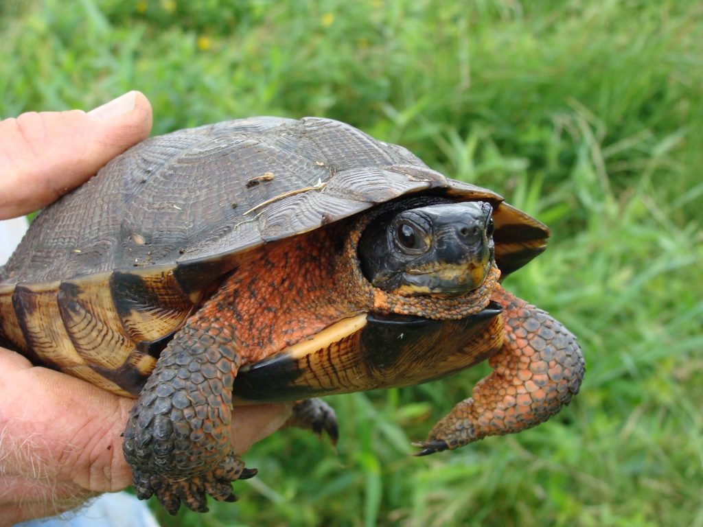 Orta Amerika "Ahşap" Kaplumbağa