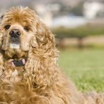 Amerikan Cocker Spaniel