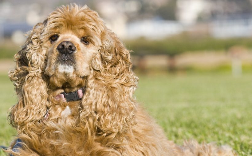 Amerikan Cocker Spaniel