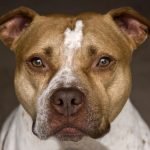 Amerikan Pitbull Terrier